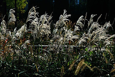 3.0.3免费OPPO版大全:极速狂飙城市风云全新升级,OPPO定制版畅享沉浸竞速之旅-3