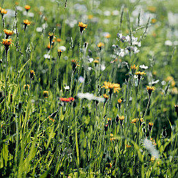 厨房与子伦BBw少妇5BBw：今日发布，料理对抗巨兽，厨师生存挑战全新游戏引爆热潮-2