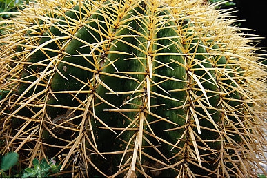 免费网址你应该知道我说的是什么吧：街头极速，改装传奇的无限狂飙之旅-3