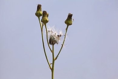 抖音富二代成年人：在墨西哥飙车，打造你的顶级虚拟车库与改装天堂-2