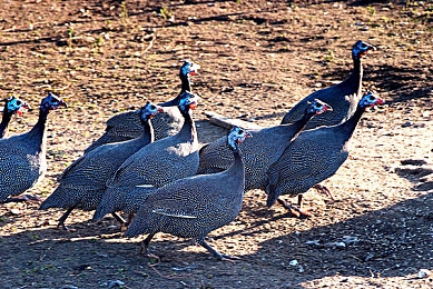 罗宾帮乔巴治疗青春期：《海贼赛车》隐藏任务获赞，角色情绪系统驱动玩法革新-3