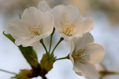 张丽与黑人最猛的一次：东方精准对决西海岸豪放，霓虹赛道巅峰驾驶哲学碰撞-1
