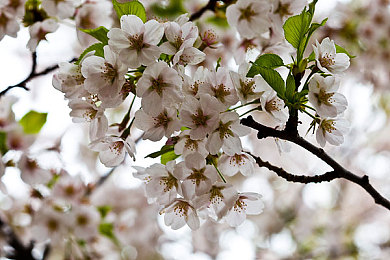 女生脱衣软件：揭秘经典跑车本色，竞速改装双重乐趣新体验-5