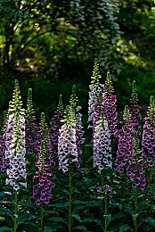 不卡网：极限竞速地平线5网络优化实测，畅享零延迟竞速新境界