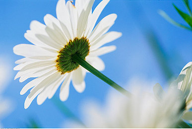 禁黄软件:极速净化,驾驶未来警车在赛博都市扫除数字犯罪-1