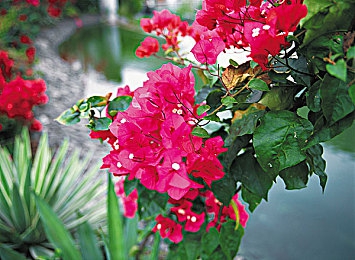 黄版APP3.0:沉浸式赛车新纪元,改装与竞速的终极幻想之旅-2