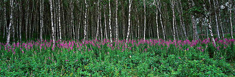 国产avhd：极光引擎打造，拟真竞速体验，视觉震撼新标杆-2