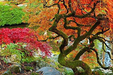 黄色软件网站下载3.0.3免费oppo版大全装扮2023苹：极速狂飙个性改装，深度体验赛车美学新作-2