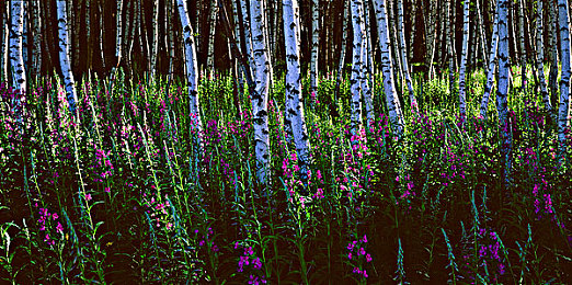 龙村一级毛卡片：竞速零件收藏，改装之路由卡牌铺就-2