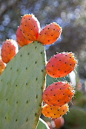 西方37大但人文艺术高清：疾驰墨西哥，在极限竞速中邂逅千年人文艺术瑰宝