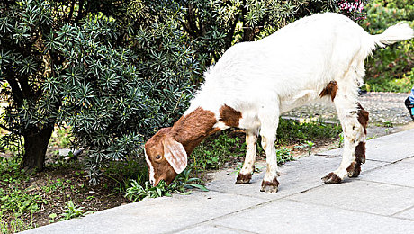 女生和男生一起差差差：双性协奏，异构引擎的竞速诗篇-2