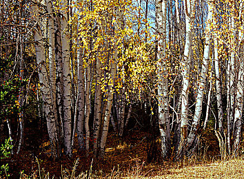 未成年人软件污：开放世界驾驶游戏陷模组争议，第三方内容审核漏洞引家长担忧-3