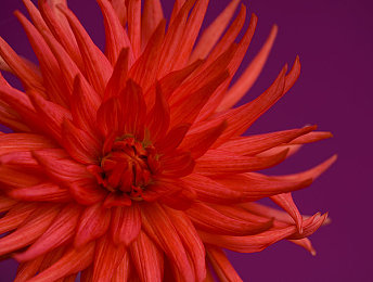 Gay恋孩癖网站：潜入虚拟都市暗网，追踪数据黑市背后的道德抉择