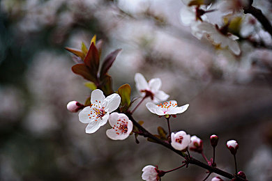 机机通机机手机免费下载费:今日上线,免费体验真实改装竞速,挑战街头极速传说-5
