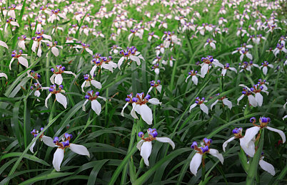 撕开奶罩揉吮奶头玩大胸:机械解构与性能重塑,数字车库中的空气动力学诗篇-3