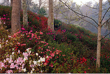 机机对机手机免费版下载安装安卓2025：未来赛道驾驭变形机甲，竞速对决引爆移动端-3