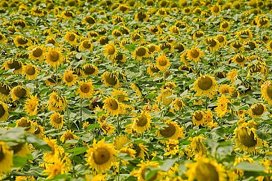 一个好妈妈4字中字头强华驿头图片：极速守护者温情上线，驾驶竞速中体验母爱的终极旅程-2