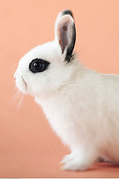 国内成人电影：《极速狂飙：都市夜行》正式发售，电影级叙事驱动竞速新体验-5