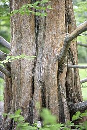 yigese 成人:竞速生涯不止于赛道,新作深度模拟职业车手的真实抉择与成长-3