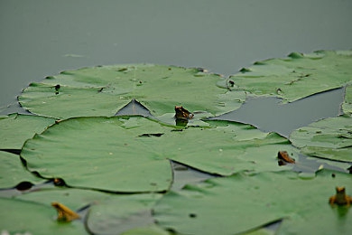 甜蜜桃成人AV:霓虹都市极速传说,未来车手阴谋竞逐-3