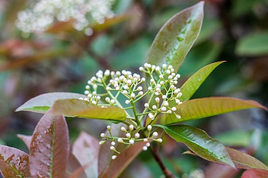国精产品秘 一区：麒麟之心，极速荣耀的国产科技征途-2