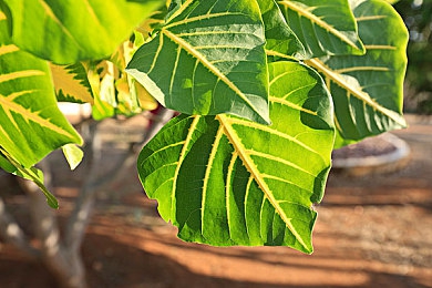 把坤坤放入老师句号里面免费：虚拟偶像与霓虹赛道的竞速协奏曲-2