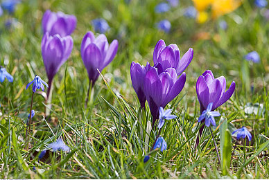 拔萝卜黄：田园竞速物语，双生世界的耕耘与飞驰
