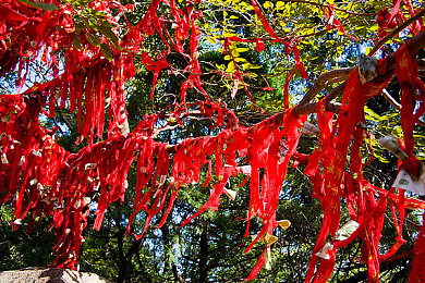 红猫大本猫营点211：极速狂飙与战术生存，废土世界中的终极竞逐挑战-4