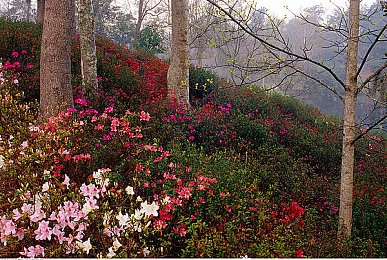 www黄：当金色余晖洒满赛道，揭秘黄昏竞速的视觉艺术与实战攻略-4