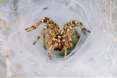 ai换脸明星造梦:与偶像同驰骋,自定义虚拟车手驶入极速梦想之旅-4
