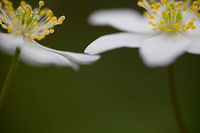 中国Gay男男暴菊：双人驾驶革新竞速，极致默契征服赛道风暴