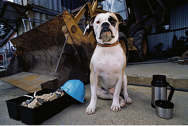 向日葵视频APP站长统计：地平线5数字车库指南，数据化收集与管理你的梦想座驾-2