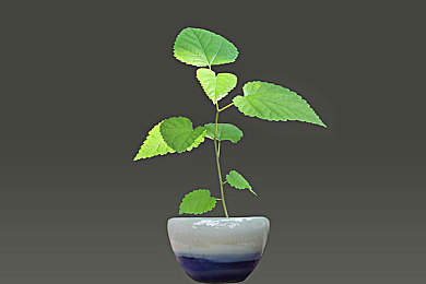 国产超级Av：极速飞驰，中国超跑在数字赛道书写新传奇-3