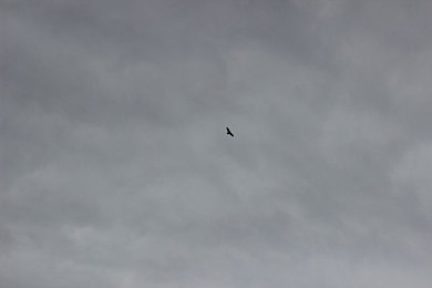 国内AV成人：极速境界，赛道狂想，虚拟驾驭的艺术革命-3