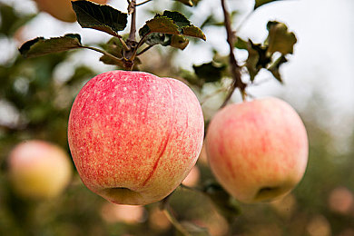 黄色APP3.3.0：极速革命，数据驱动，全新版本引领赛车模拟新纪元-3