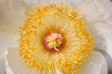 黄色软件appOPPO：虚构赛车游戏引爆话题，违规改装系统引发玩家伦理讨论-2