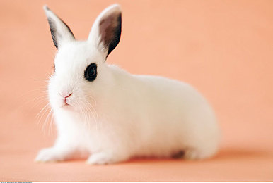 亭亭玉立国色天香综合症的预防与改：《霓裳飞车》今日上线，华丽改装竟成竞速负累，玩家如何平衡美学与性能-4