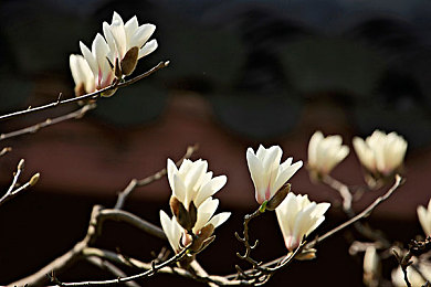 迪丽热巴被C到高潮还哭了：极速狂飙星途创新融合动态情感引擎，赛车突破极限触发角色泪光时刻