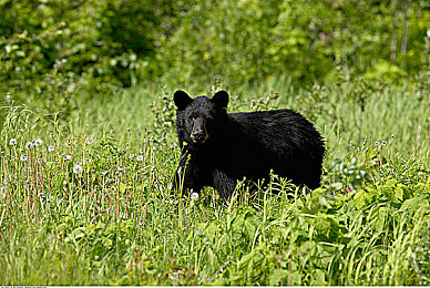 免费oppo版破解大全免费下载:极速狂飙,OPPO设备上的街头赛车艺术与进阶指南-4