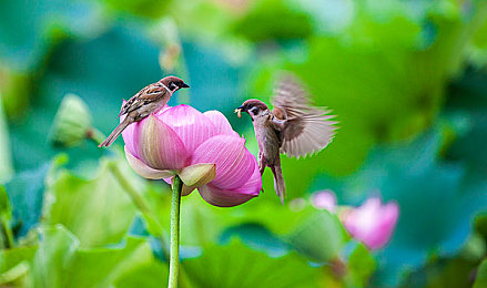 爱情岛论坛亚洲品质第一次：虚拟社交邂逅极速狂飙，竞速攻略与默契搭档全解析-3