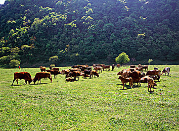 《法国空乘2018法版》：2018年法国风情竞速游戏，首创空陆双模式驾驶体验-3