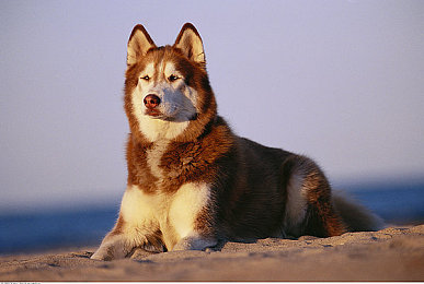 51黑：疾速赌局，在虚拟赛道押注技术与胆魄的终极对决-3