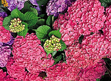 综合一区二区三区久日：征服全地形，地平线系列开放世界竞速终极攻略今日发布-3