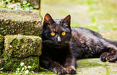 双人扑克又叫又痛：策略竞速新作极速牌局上线，双线操作引爆双人对战狂潮-4