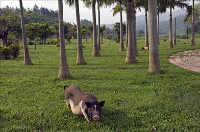 2019年最好看的中文：东方美学疾驰英伦赛道，玩家自制中国风模组引爆视觉盛宴