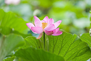 差差漫画sss：像素赛车改装传奇，打造你的顶级梦幻座驾