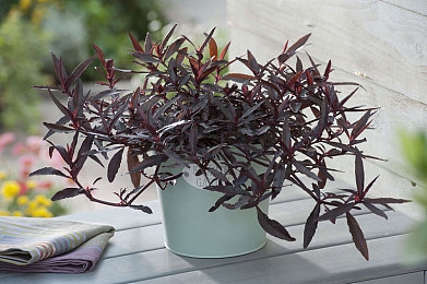 阿娇被陈冠希囗交：极速同行，心轨交错的双重奏-2