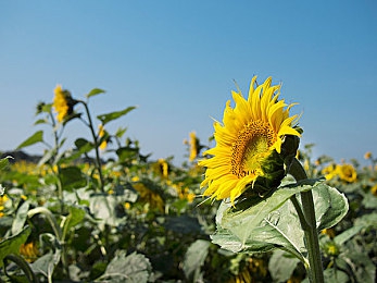 机对机机手机免费下载大全：钢铁交响曲，虚拟改装与竞技狂飙之旅