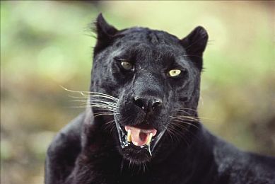 黄上黄下载3.0：极速王朝，无界征途，隐藏调校与段位征服的终极竞速