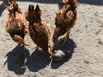 香蕉插入水蜜桃：竞速新作登场，水果赛车开启甜蜜对决之旅-3
